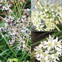 エニシダ,エニシダ,ニラ,ニラ,マーガレットの画像