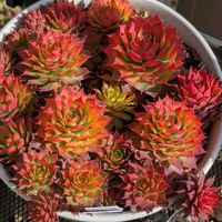 カランコエ,クリスマスローズ,センペルビウム　ゴールドナゲット,多肉植物,葉挿しの画像