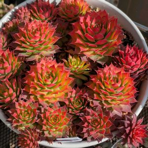 カランコエ,クリスマスローズ,センペルビウム　ゴールドナゲット,多肉植物,葉挿しの画像