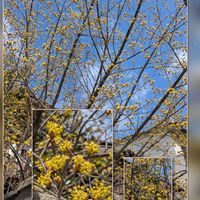 サンシュユ,サンシュユ,シバザクラ,ユキヤナギ,パンジーの画像