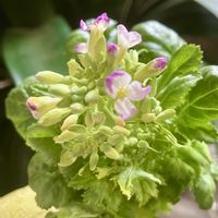 大根,大根の花,小さな花,癒し,野菜の花の画像