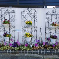 葉牡丹,葉牡丹,ビオラ,ビオラ,虹色スミレの画像