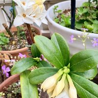 ボンザマーガレット,ボンザマーガレット,沈丁花（ジンチョウゲ）,（ホワイト）,（ホワイト）の画像