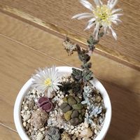 多肉植物,多肉植物寄せ植え,多肉大好き,多肉中毒,花のある暮らしの画像