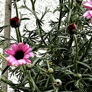 ヒヤシンス,ミニ水仙,ミニ水仙,ローダンセマム・マーキュリー,ローダンセマム・マーキュリーの画像