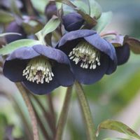 ペペロミア,ヒヤシンス・シティオブハーレム,クリスマスローズ  ブラックパール,nami's gardenのクリスマスローズ,小さな庭の画像