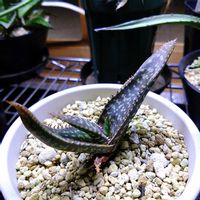 アロエ,アロエスプラフォリアータ,アロエ・ラティフォリア,多肉女子,新潟県の画像