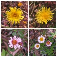 パンパスグラス,パンパスグラス,エリゲロン,エリゲロン,ノゲシの画像