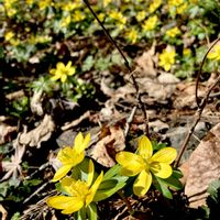 キバナセツブンソウ,山野草,耐寒性多年草,キンポウゲ科,スプリングエフェメラルの画像