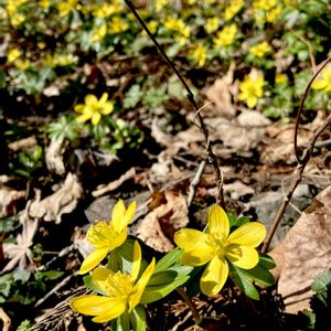 キバナセツブンソウ,山野草,耐寒性多年草,キンポウゲ科,スプリングエフェメラルの画像