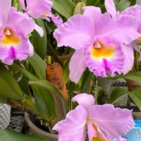 カトレア,いつもありがとう♡,須磨離宮公園,ピンクワールドへ ようこそ,しあわせ運べるようにの画像