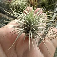 チランジア,エアプランツの画像