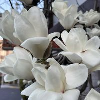 モクレンの画像