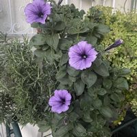 カレックス,ネメシア,ペチュニア,オレアリア アフィン,よく咲くペチュニア バカラiQの画像