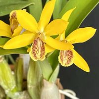 カトレア,エピカトレア,キョウグチ‘M.サノ’の画像