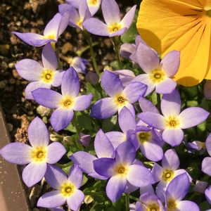 癒し,紫色の花,#ガーデニング,エクステリアの画像