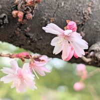 サクラ,さくら サクラ 桜,公園,京都,お花の画像
