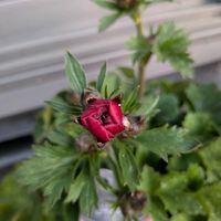 寄植え,ハンギング,金曜日の蕾たち,小さな庭,玄関アプローチの画像