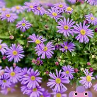 クロッカス,ブラキカム,ビオラ,シラー シベリカ,ストレストカーパスの画像