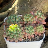 だるま秀麗,花火,氷の花,姫秋麗xプロリフィカ,ドロサンテマムアイスクリスタルの画像