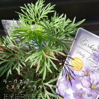 ラークスパー,ラークスパー アールグレイ,プランター植え,種蒔きから,ガーデニング初心者の画像