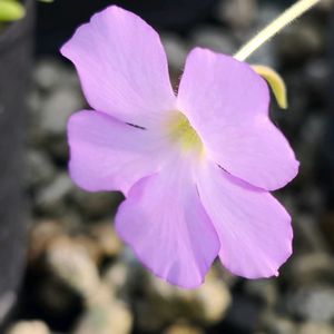 植物園,エアプランツ,食虫植物,温室,東京の画像