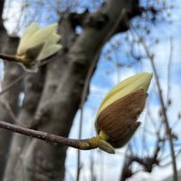モクレン,ハクモクレン,白い花,金曜日の蕾たちの画像