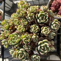 サリバン,モンシロチョウ♡,オクロ,パラメラ,緑爪の画像