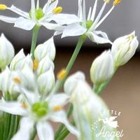 ニラ,手乗りハス　暁天,寄せ植え,花のある暮らし,素敵便の画像