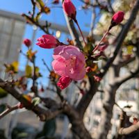 ハナカイドウ,鉢植え,花木,お花のある暮らし,小さな庭の画像