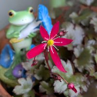 ストレプトカーパス,ダイモンジソウ,チーム愛知,Juneの会,2020年6月同期No.013の画像