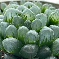 オブツーサ,ハオルチア オブツーサ,多肉植物,ぷくぷく多肉,窓辺の画像