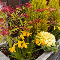 葉牡丹,寄植え,花のある暮らし,黄色の花,春みっけ！の画像