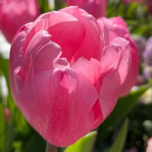 花壇,お出かけ先での画像