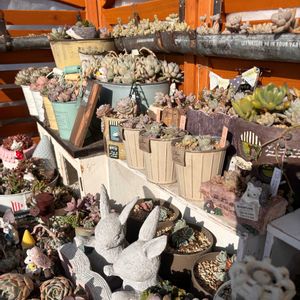 多肉,エケベリア,多肉植物,葉挿し,ベランダガーデンの画像