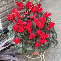 シクラメン,ガーデニングの画像