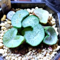 ハオルチア,ハオルチア オブツーサ,多肉植物,ハオルチア属,多肉大好きの画像