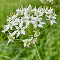 ニラ,野の花,過去pic,今日の１枚,今日のお花の画像