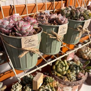 多肉,多肉植物,葉挿し,バルコニー/ベランダの画像