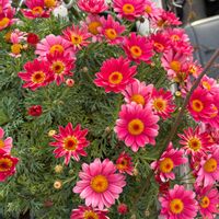 マーガレットマルスレッド,お花,花のある暮らし,花好きさんと繋がりたい,PWの画像