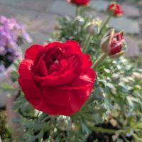 バージニアストック,ラナンキュラス,種まき,レスキューの画像