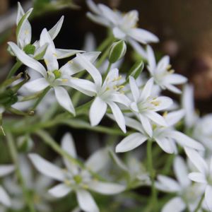 ニラ,ニラの花,韮(にら)の花,鉢植え,白い花の画像