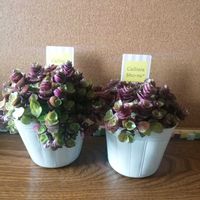 カラー,桜吹雪,カリシア,皆さんに感謝,お迎え多肉の画像