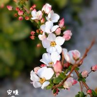 ピンクユキヤナギ,ラナンキュラスラックス　ベスタリス,花のある暮らし,もうすぐ春,初開花の画像