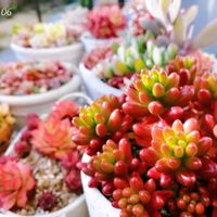 イオノプシジウム,虹の玉,紅稚児,多肉植物,多肉植物のある暮らしの画像