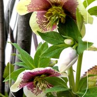 ガーデニング,花のある暮らし,小さな庭,庭の画像