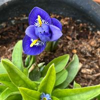 クリスマスローズ,ミニアイリス,ベロニカ・オックスフォードブルー,勿忘草・わすれなぐさ,クリスマスローズ ダブルの画像