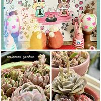 ラブリーローズ,寄せ植え,エケベリア属,金曜日の蕾たち,多肉植物 さきゅまるの画像