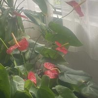 アンスリウム,アンスリウム,さといも科,リビング・ダイニングの画像