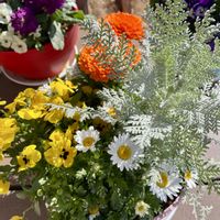 寄せ植え,幸せ気分✨✨✨,とにかくGS 楽しもう！の画像